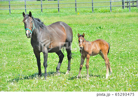 サラブレッドの親子 65293475