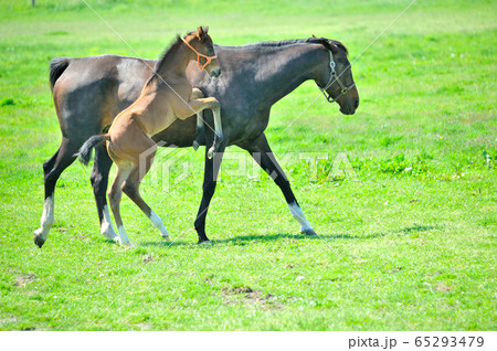サラブレッドの親子 65293479