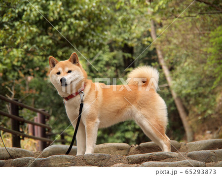 XXしたわんちゃん』JXK054B 柴犬 犬ちゃん スタチュー