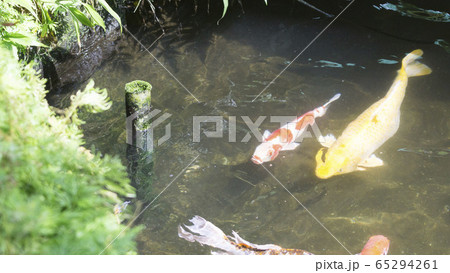 Colorful fancy carp fish or koi fish in ponds 65294261