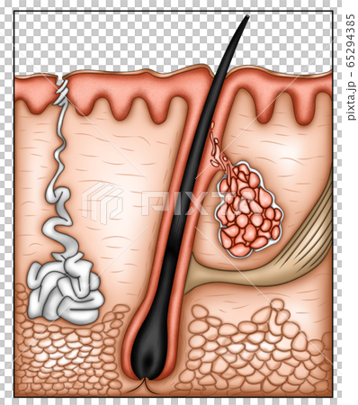 毛構造イラスト 65294385