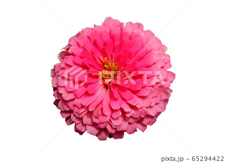 Blooming pink zinnia flower isolated on white background. Blooming pink zinnia flower isolated on white background. 65294422