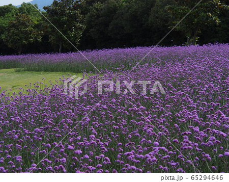 紫の花畑 紫の花畑 65294646