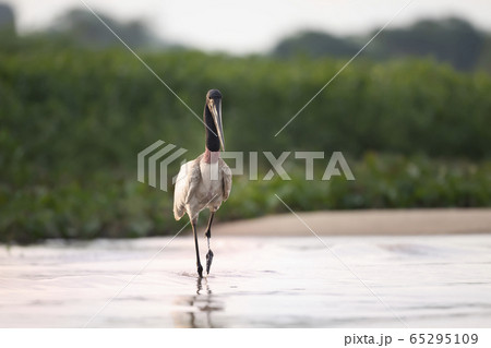 Close up of Jabiru standing in river Close up of Jabiru standing in river 65295109
