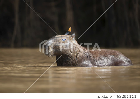Capybara in water with a butterfly on the head 65295111