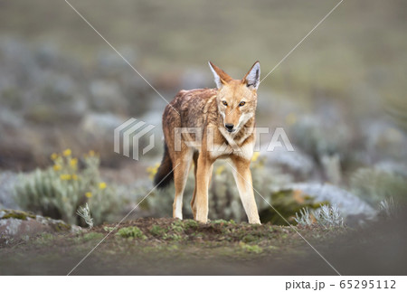 Ethiopian wolf in the highlands of Bale mountains, Ethiopia Ethiopian wolf in the highlands of Bale mountains, Ethiopia 65295112