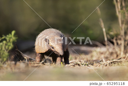 Close up of a Six-banded armadillo in the field 65295118