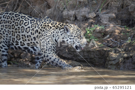 Jaguar on a river bank in natural habitat 65295121