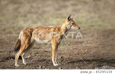 Rare and endangered Ethiopian wolf Rare and endangered Ethiopian wolf 65295139
