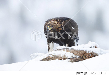 Close up of a Golden Eagle in winter 65295189
