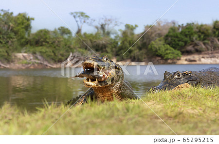 Yacare caimans eating piranha on the river bank Yacare caimans eating piranha on the river bank 65295215