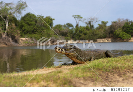 Close up of a Yacare caiman lying on a river bank 65295217