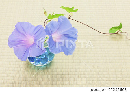 朝顔 和室 朝顔 和室 65295663