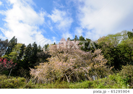 かすみ桜　秋田県由利本荘市 65295904