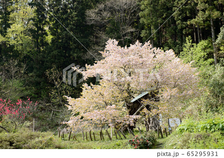 かすみ桜　秋田県由利本荘市 65295931