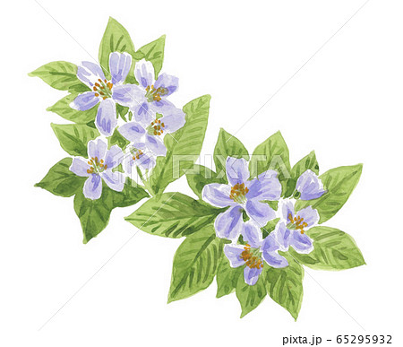 車輪梅20510pix7 65295932