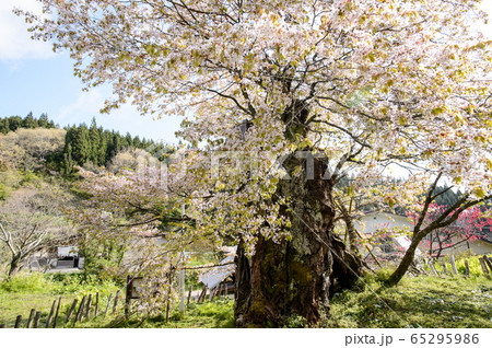 かすみ桜　秋田県由利本荘市 65295986