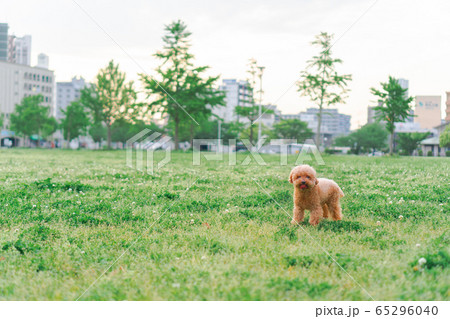 犬 公園 65296040