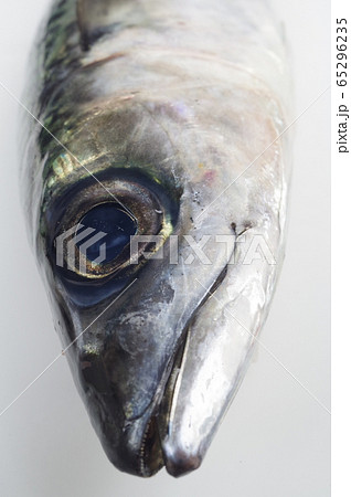 マサバ(真鯖)頭部俯瞰 日本近海に棲息する 大衆魚として広く普及の