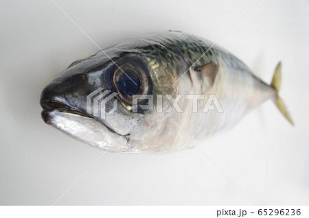 マサバ（真鯖）俯瞰　日本近海に棲息する　大衆魚として広く普及 65296236