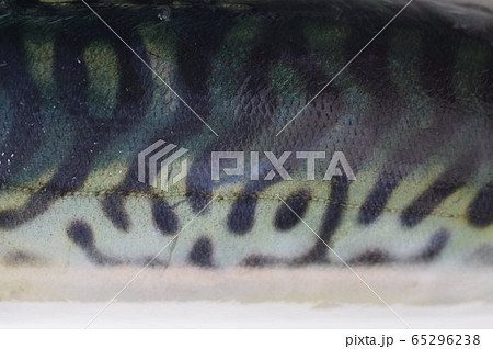 マサバ 真鯖 背中の模様 日本近海に棲息する 大衆魚として広く普及の写真素材