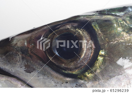 マサバ（真鯖）魚眼拡大　日本近海に棲息する　大衆魚として広く普及 65296239