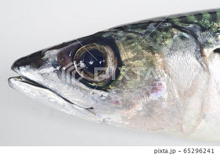 マサバ(真鯖)頭部 日本近海に棲息する 大衆魚として広く普及の写真