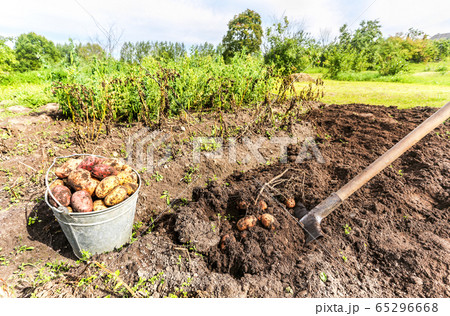 New potato harvesting on a potato field New potato harvesting on a potato field 65296668