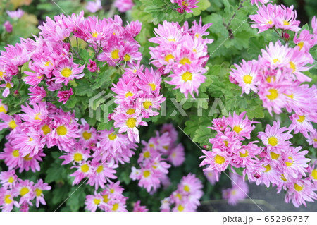 菊の花 菊の花 65296737