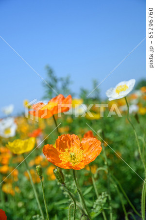 ポピーの花 ポピーの花 65296760