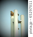 野鳥１ 65297011