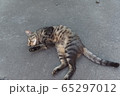 野良猫 65297012