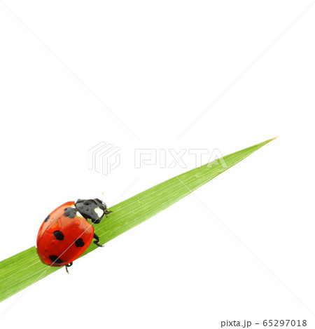 ladybug on grass 65297018