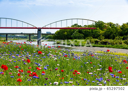 川越市安比奈親水公園の矢車菊 65297502