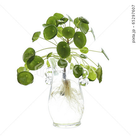 植物 園芸 葉 65297607