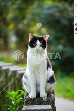 伏見稲荷大社の猫の写真素材