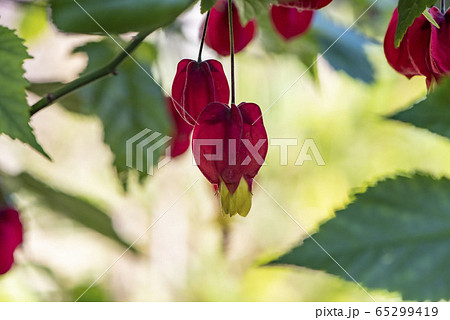 浮釣木 浮釣木 65299419