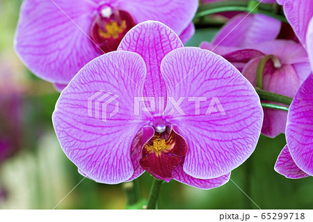 Beautiful purple orchids flower in garden 65299718