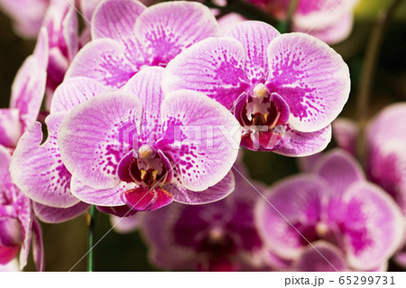 Beautiful purple orchids flower in garden Beautiful purple orchids flower in garden 65299731