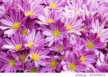 Beautiful pink chrysanthemum flowers background 65300052