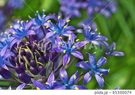 紫色のシラーペルビアナの花 65300074