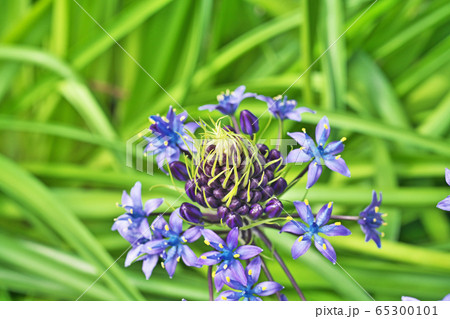 紫色のシラーペルビアナの花の写真素材