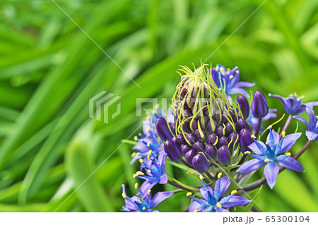 紫色のシラーペルビアナの花 65300104