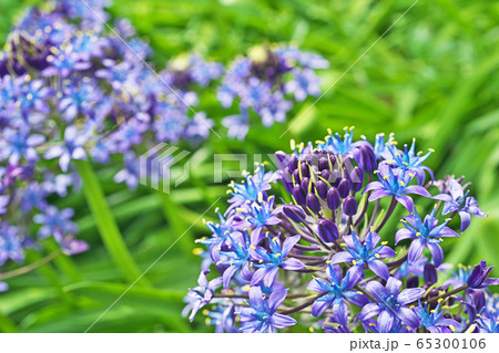 紫色のシラーペルビアナの花の写真素材