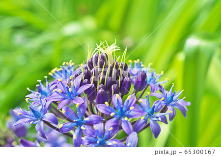 紫色のシラーペルビアナの花 紫色のシラーペルビアナの花 65300167
