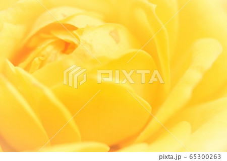 yellow rose background yellow rose background 65300263