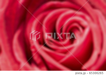 Defocused red roase background. 65300265