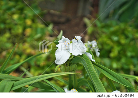 白いムラサキツユクサの花(白花) 白いムラサキツユクサの花(白花) 65300494