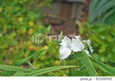 白いムラサキツユクサの花(白花) 白いムラサキツユクサの花(白花) 65300495