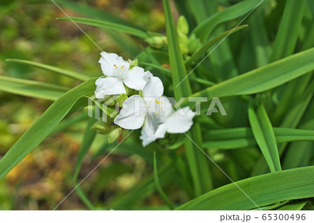 白いムラサキツユクサの花(白花) 白いムラサキツユクサの花(白花) 65300496